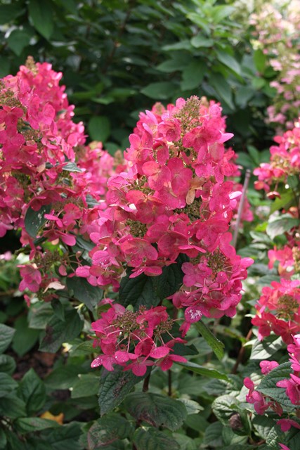 http://breederplants.interforcehosting.nl/images/thumbs/0001429_Hydrangea paniculata 'Magical Flame' PBR (2).jpeg